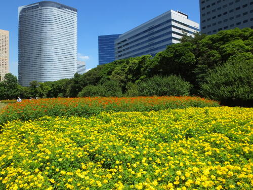 浜離宮恩賜庭園にて