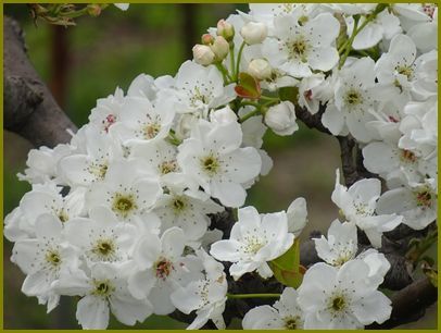 令和２年４月14日 梨の花賑やか過ぎて目を回す 花の歳時記 天南星の魅力 山野草 楽天ブログ