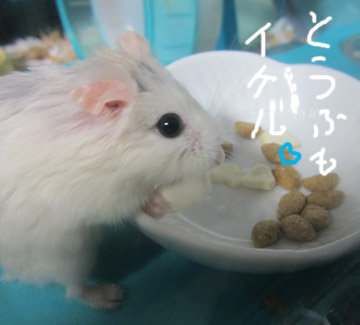 豆腐も好きだけど.jpg