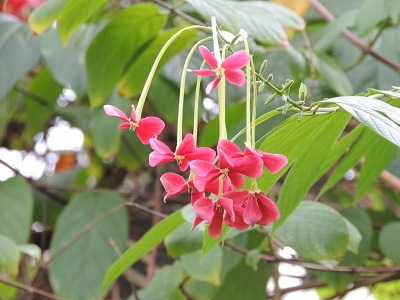 夢の島熱帯植物園08