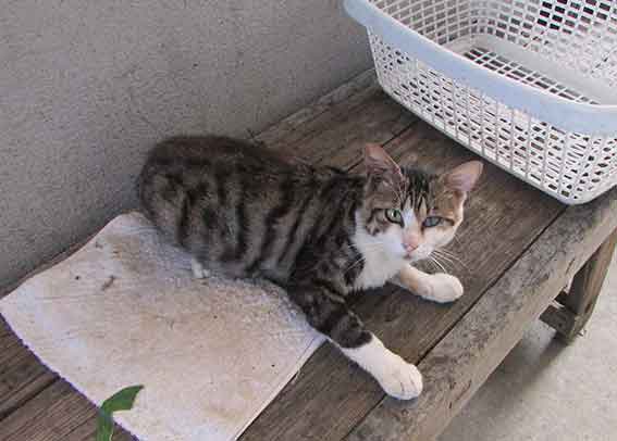 我が家のニャンコ♪2015/8/9-3