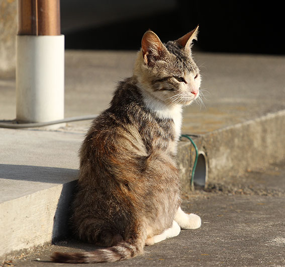 我が家のニャンコ♪2014/05/9-3