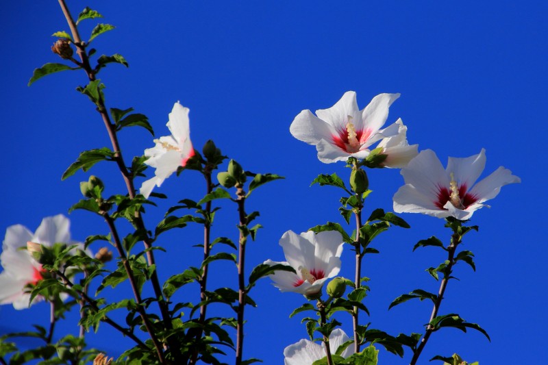 明日香の秋の花_05・槿.jpg