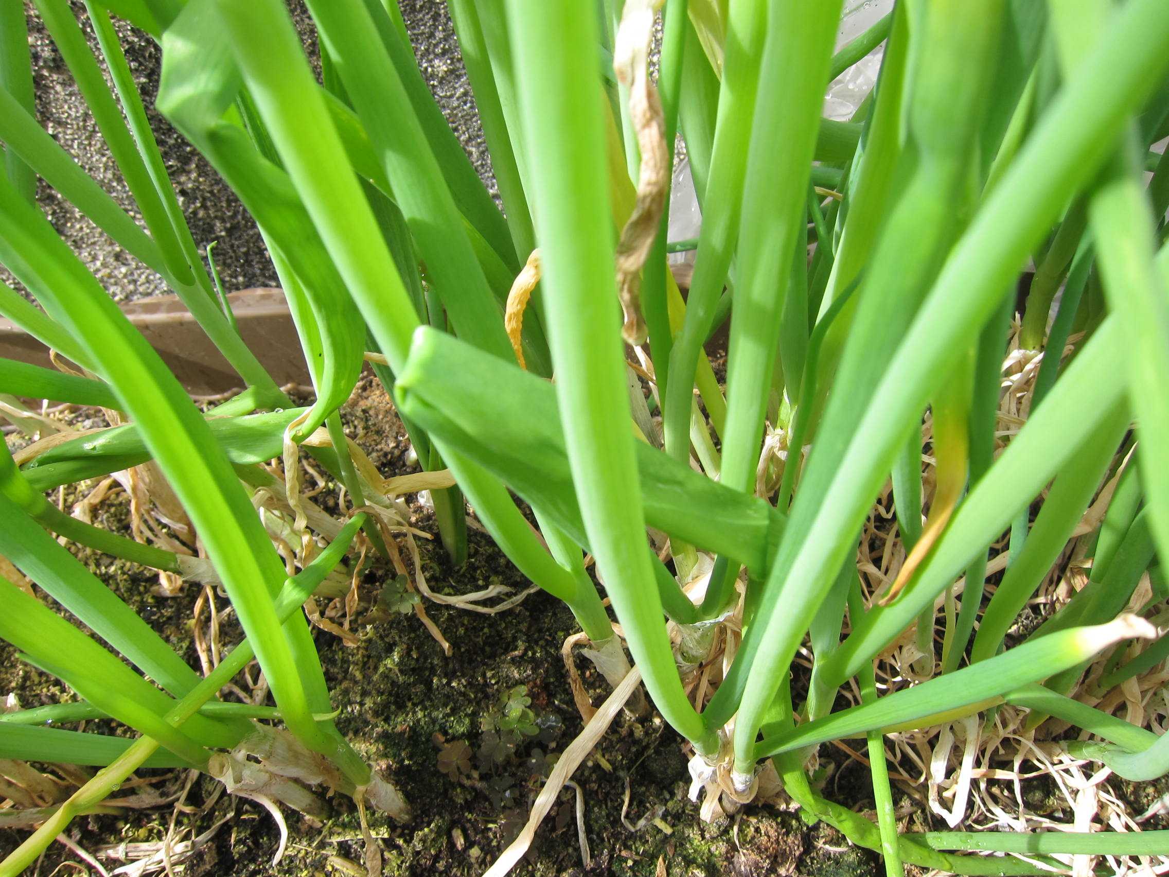 プランター栽培 春のネギ科の植物たち 花こよみ 楽天ブログ