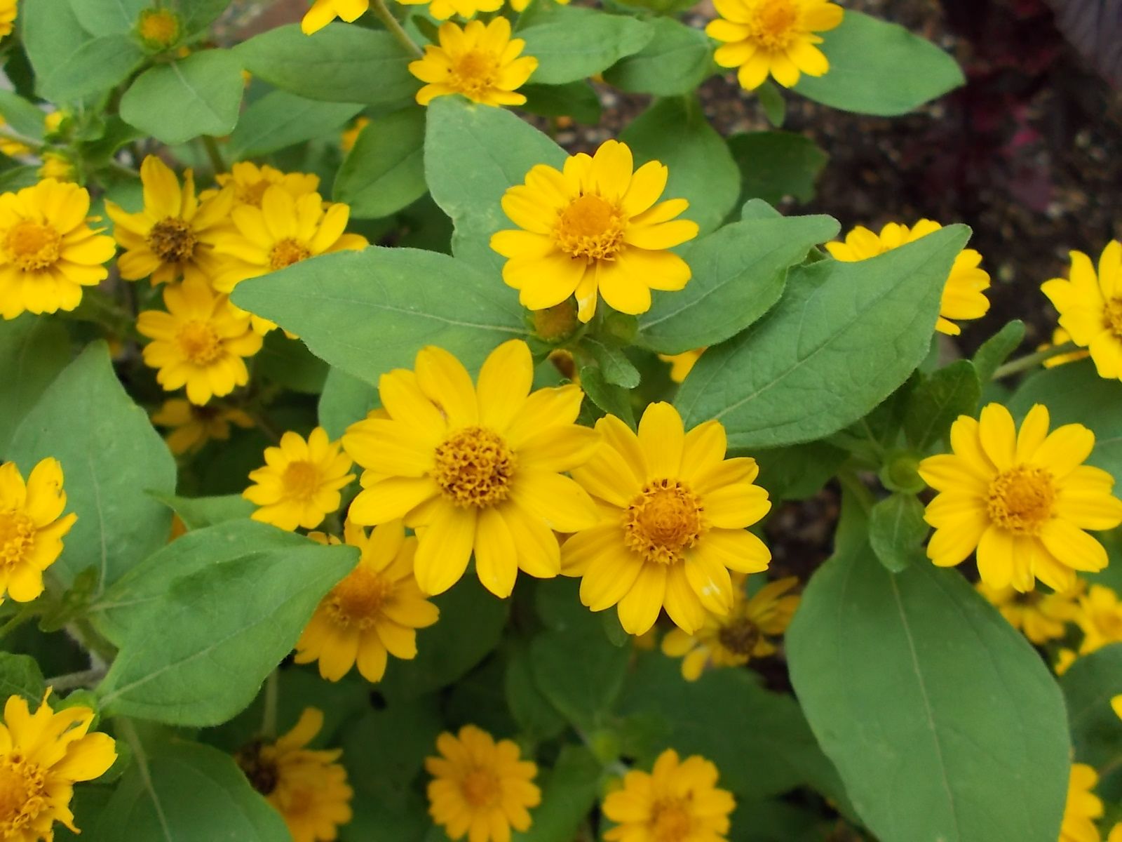 いい感じの夏色花壇 バラを咲かせることが好き 楽天ブログ