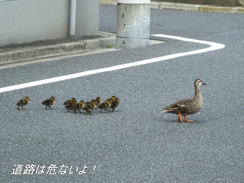 カルガモ親子