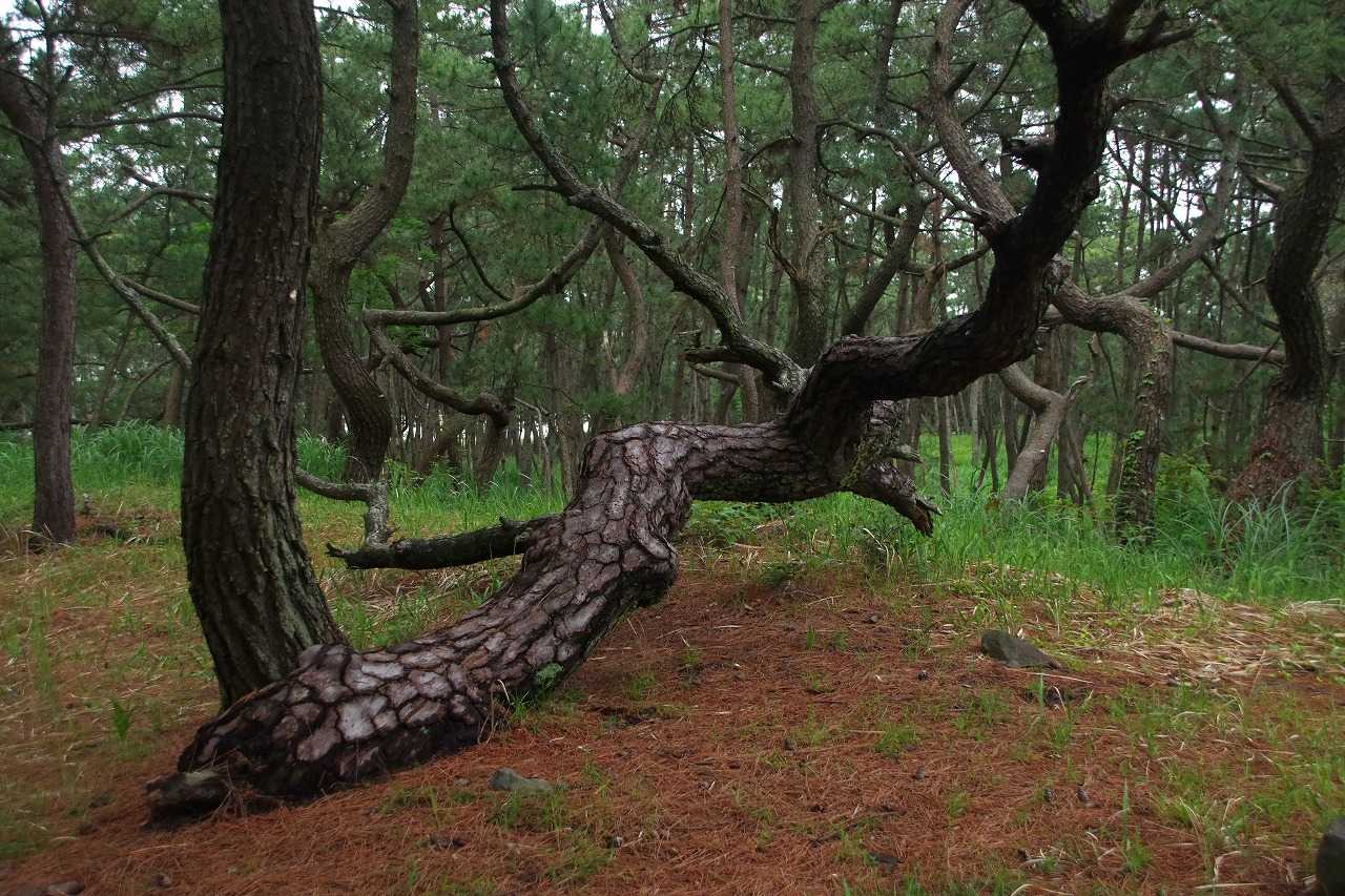 毎日ぐずつく天気 西浦漁港は閉鎖された 雨釣の釣り日記 楽天ブログ