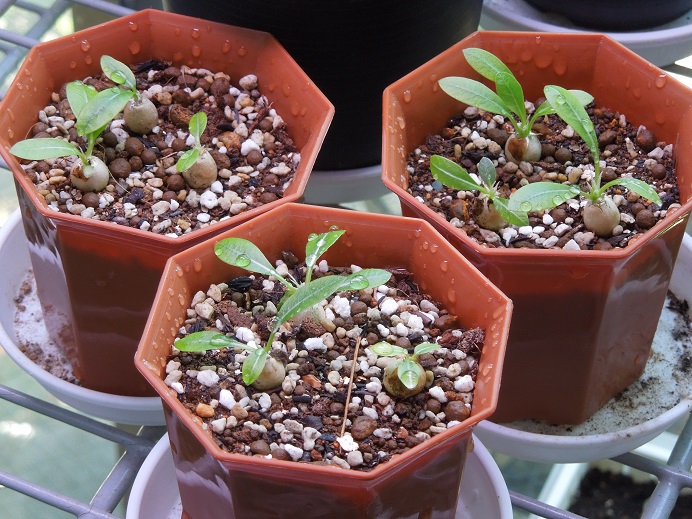 えびす大黒7-6-1