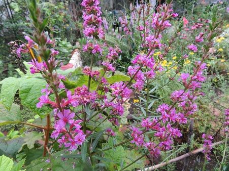 クフェアとペンステモンとコレオプシス ミソハギ 道具は大事 静かな時が流れる 風の庭 楽天ブログ