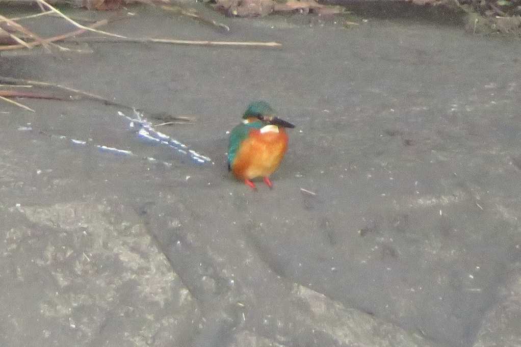 498