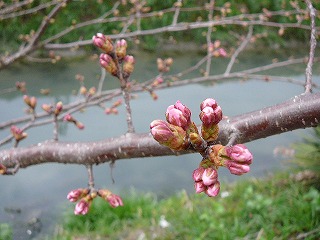 P1270508ss.jpg