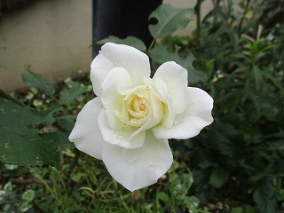 IMG_0762ss.jpg