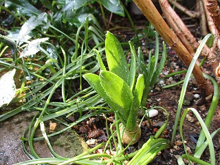 IMG_6559ss.jpg