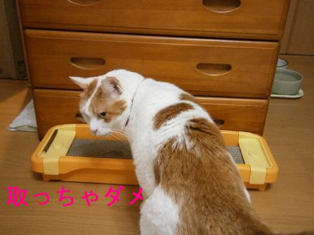 maruko
