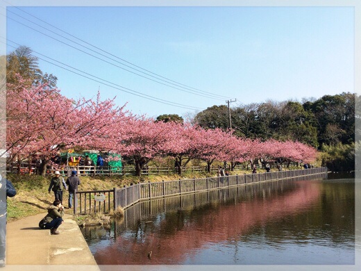 小松ケ池の河津桜