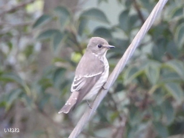 コサギ2019年6月3日