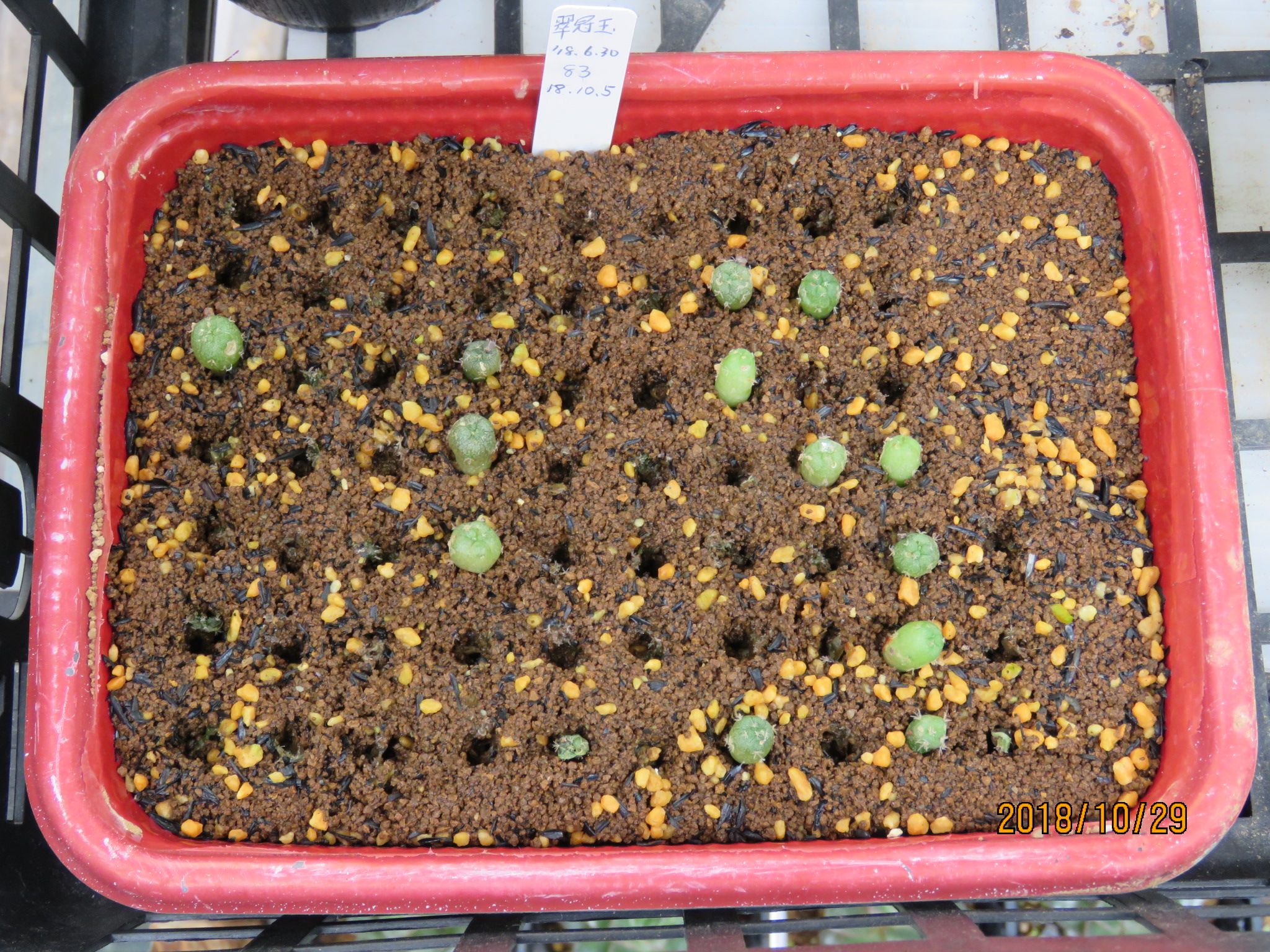 ロホホラ属 翠冠玉さんの実生苗一回目の植替え | びびるタニサボ達