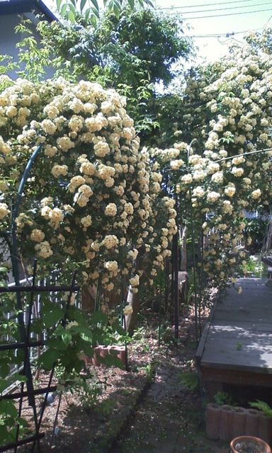 20130525モッコウバラ2.jpg