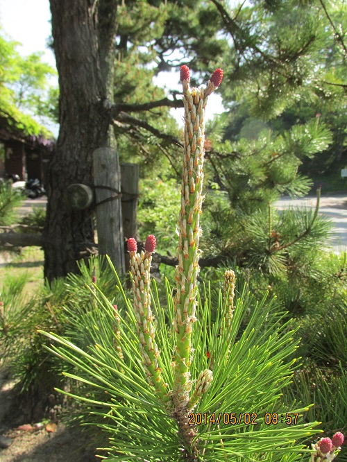 クロマツ（黒松の雌花）