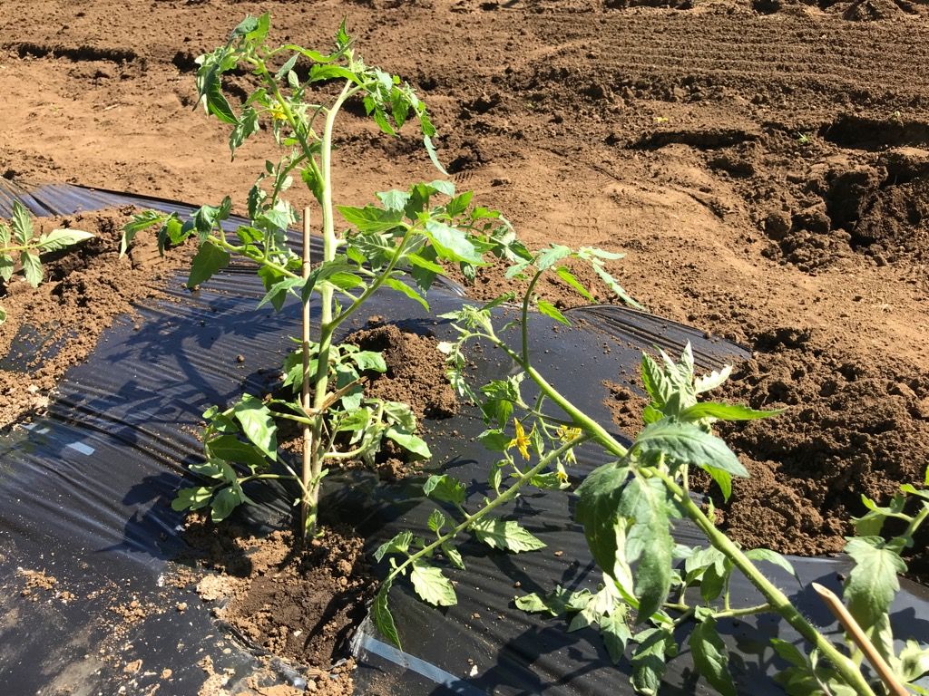 トマトを定植致しました 植木屋の三代目をやってます村野園のブログです 楽天ブログ