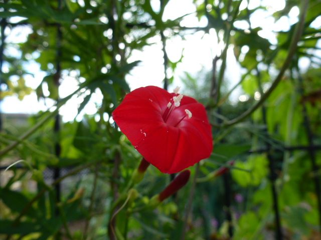 羽衣縷紅草 ハゴロモルコウソウ ミソハギ 丸葉縷紅草 写真あり 私の好きな花 楽天ブログ