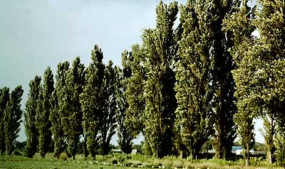 北海道大学農場のポプラ並木