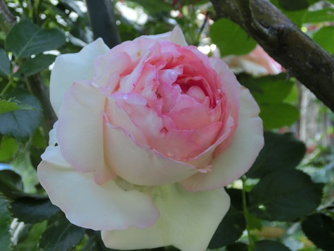 ピエール・ドゥ・ロンサール