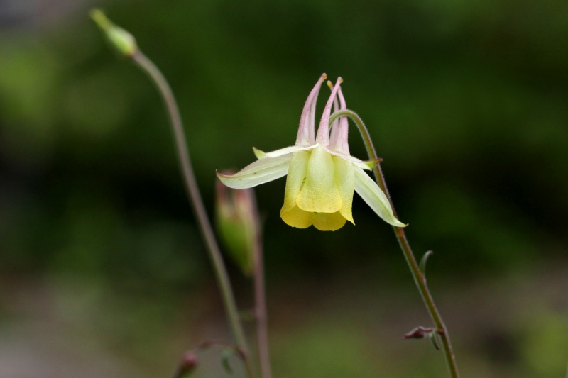 六甲山高山植物園花色々_07ヤマオダマキ.jpg