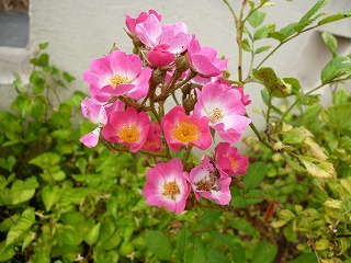 P1060554ss.jpg