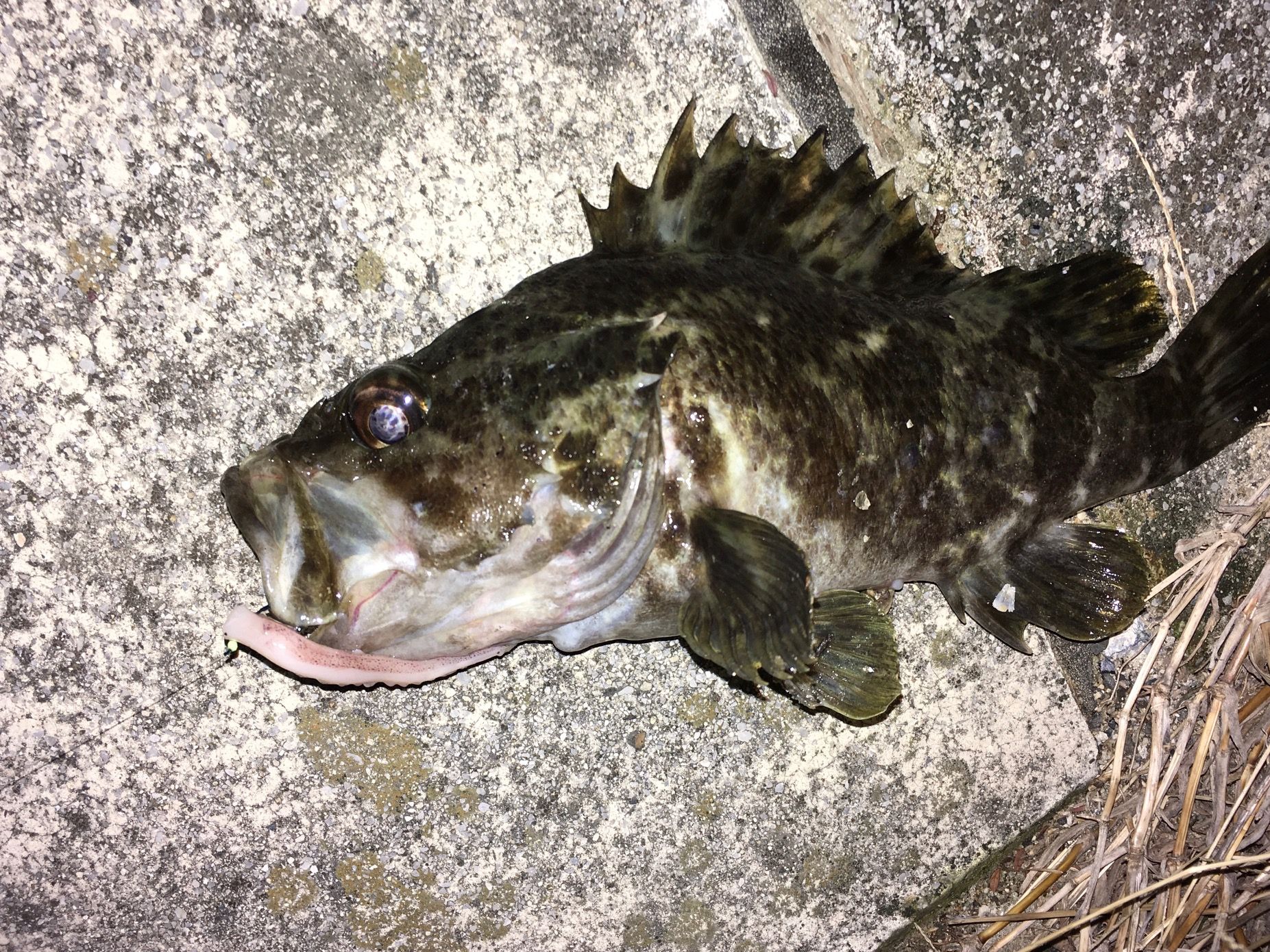 根魚 闇夜の底釣り 楽天ブログ