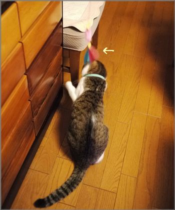 ごめんくださ～い誰かいますか～？