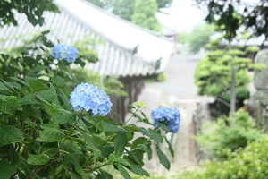 あじさい１.jpg
