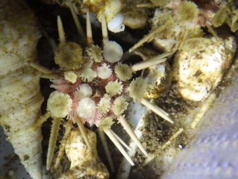 深海性ウニ 棘の再生 海水魚が好き 楽天ブログ