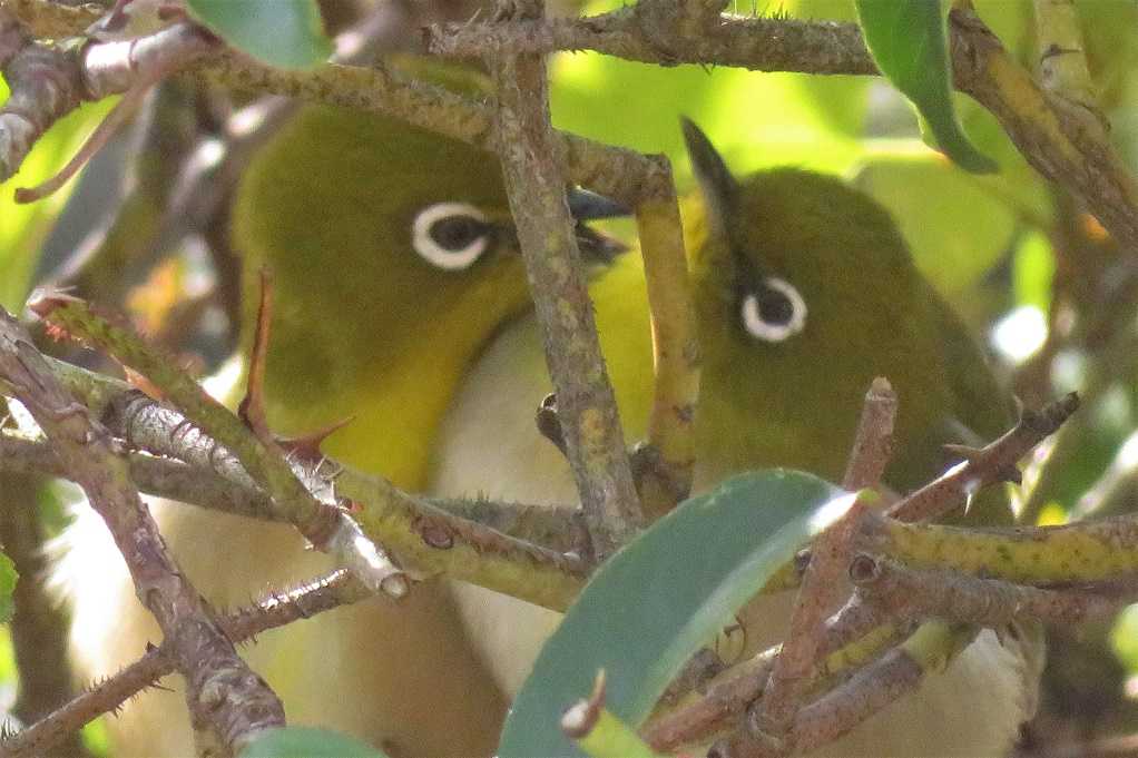 庭の鳥;蜜柑メジロ♂♀、仲良しメシロ。 | 大分金太郎の花鳥蝶月 - 楽天ブログ