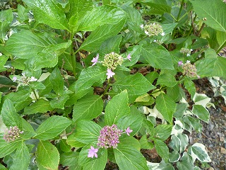 P1200567ss.jpg