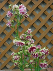 06-09花たち (3).JPG