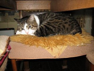 マフの快適な寝場所