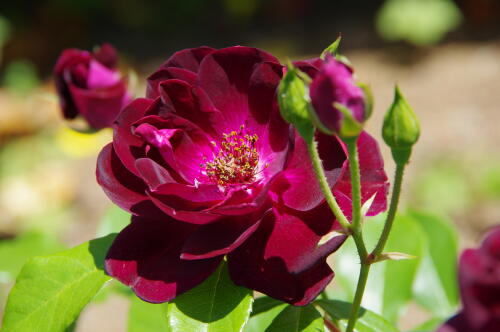 谷津バラ園のバラの花