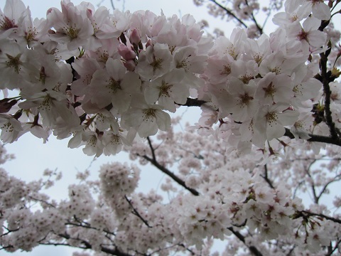 sakura2