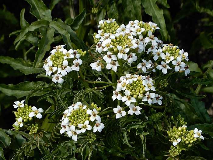 春の変わった花たち 21 ジュラのお散歩花日記 楽天ブログ