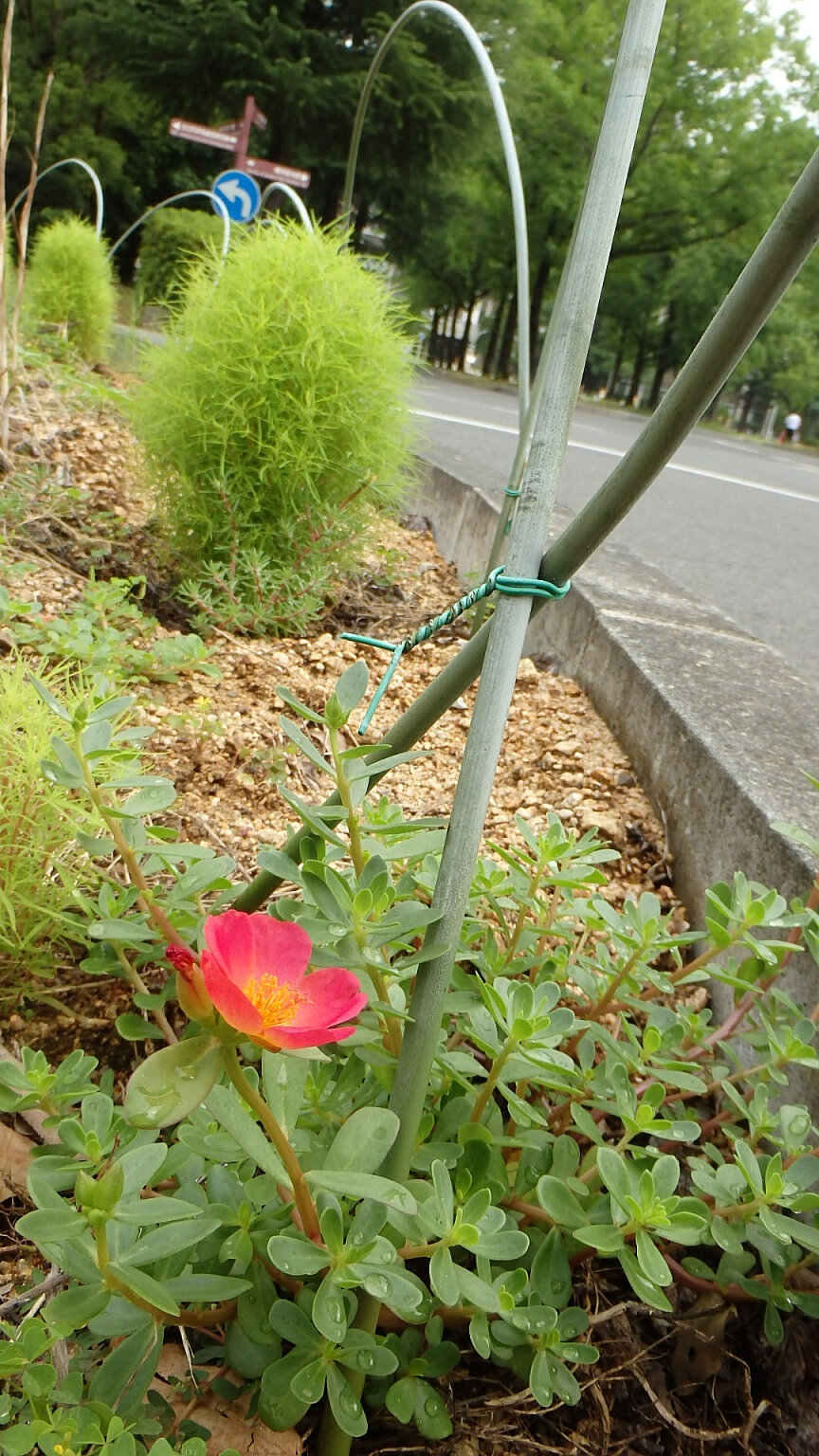 130712実生のポーチュラカ.jpg