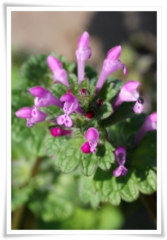 犀川-4 ホトケノザ 14.4.1