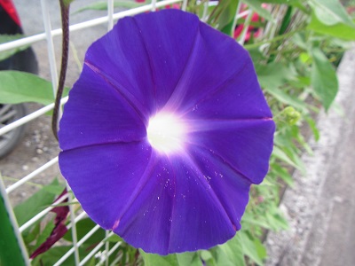花７.jpg