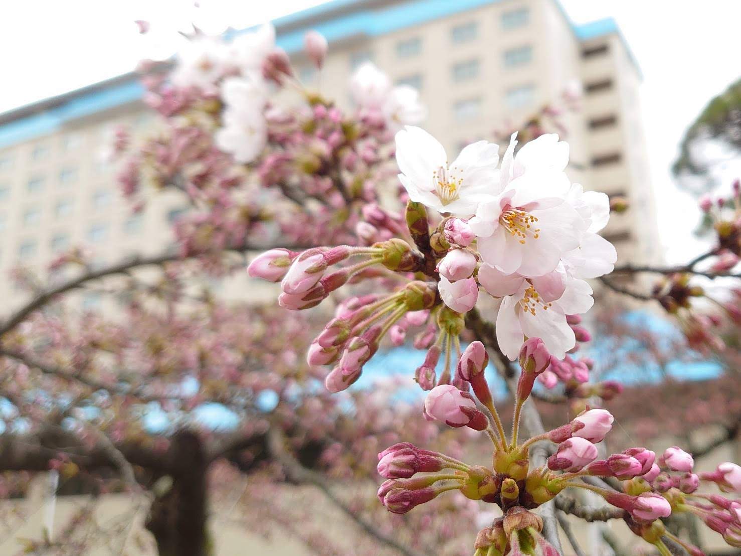 年 花巻温泉さくら便り 4 15 花巻温泉スタッフblog ぽちっと花温 楽天版 楽天ブログ