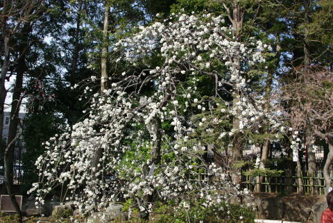 池上梅園