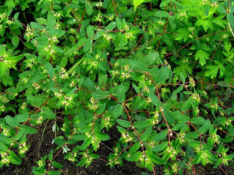 4ページ目の 今咲いている花 Gazengamaのブログ 散歩中に出合った花と趣味の陶芸作品 楽天ブログ