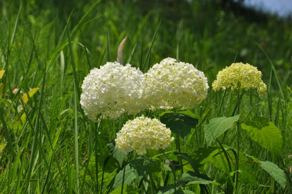 菖蒲・紫陽花