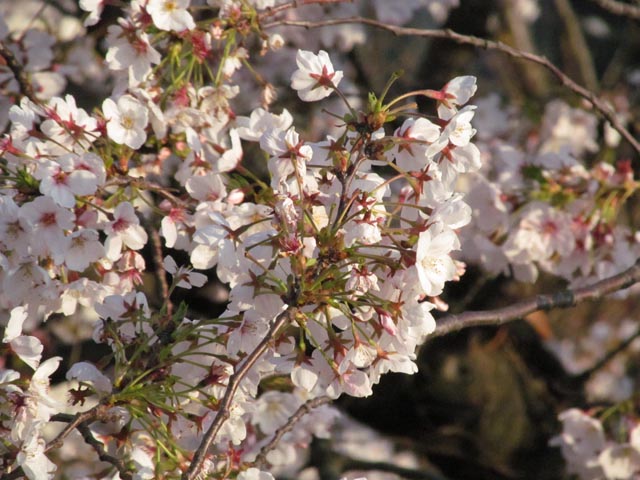 Sakura03.JPG