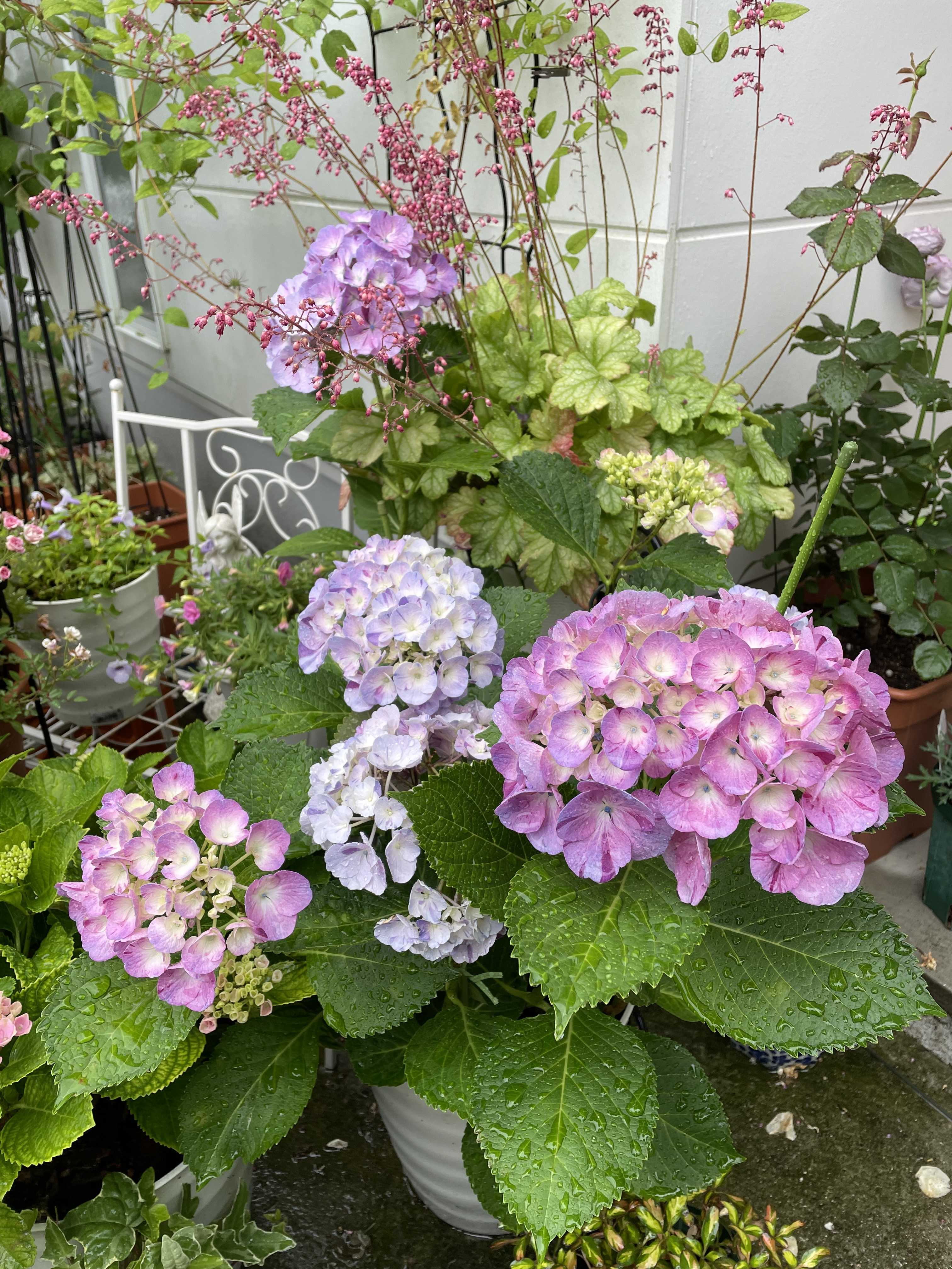 ベーサルシュートを出す為の処理 紫陽花が強い雨に打たれてうなだれてる ばらと猫とフラメンコ 楽天ブログ