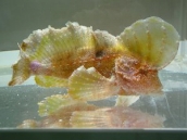 ロングフィンベルベットフィッシュ（Pseudopataecus taenianotus）1　Longfin velvetfish
